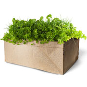Mini-Jardim de Plantas Aromticas Bio